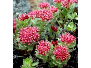 ����ҩ������Щ ������ҩ��֮һ�쾰��