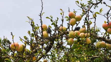 ��ľ�ϵĹ����빦Ч ��ľ�ϵ���������