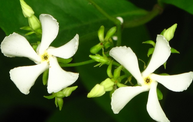 ��ʯ�ٵĹ�Ч������ ��ʯ�ٵĸ�����