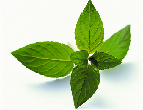 ����Ҷ�������빦Ч|���ý��� ����Ҷ�������ˮ