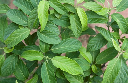 ���ƫ������Ҷ���θ�ð ����Ҷ�������빦Ч