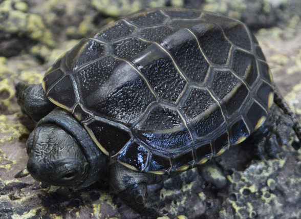 ��Ĺ�Ч������ ʳ�ù�Ҫע��ʲô