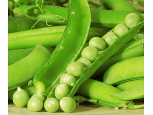 9������Ӫ���߲� �������͸��