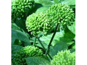 ���߻��Ĺ�Ч ���߻���ʹ�ý���