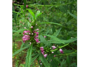 ��ĸ�ݵĹ�Ч������ ��ĸ�ݵ�ʳ�÷���