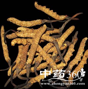 冬虫夏草的功效,不能和哪些食物同吃?