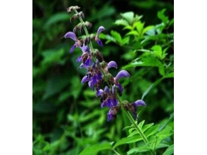 ���εĹ�Ч������ ���ý��ɽ���