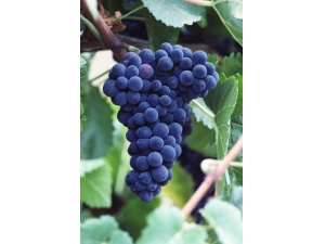 ���﷢�� ����ʱ�����﷢����ô�죿