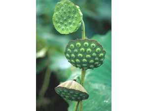 ���ӵĹ�Ч������ �ɷ���������Ѫѹ