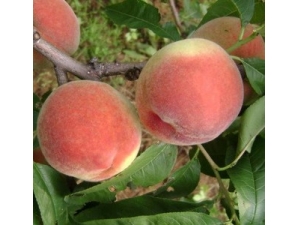 ���ӵĹ�Ч������ �������׿�˥��