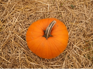 �ϹϿɷ��� �����ϹϵĹ�Ч������