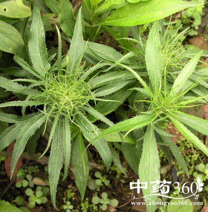 白术治疗脾虚泄泻,白术用药禁忌