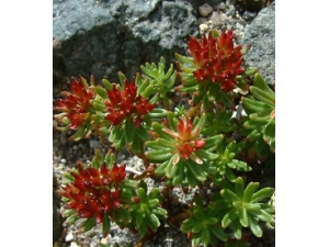 쾰ĹЧ 쾰ѪֹѪʳ÷