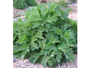 ʪ������Ʒ��� ��Ҷ��ʪ���Ч��