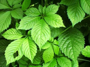 ���Կ�˥�ϵ���ҩ����Щ �����ϻ�ͯ������ʵ