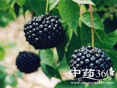 <a href='https://m.zhongyao360.com/z/ciwujia/'></a>ͼƬȫ