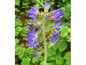 ����ȥ������Ȧ �������ʺ�ȥ������Ȧ