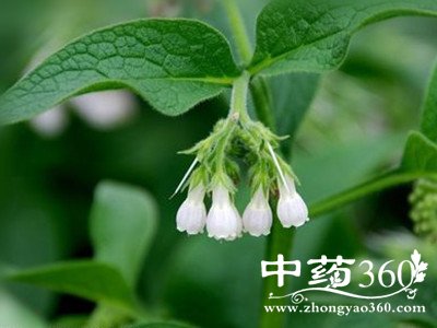 <a href='https://www.zhongyao360.com/z/zicao/' target='_blank'>紫草</a>根图片大全