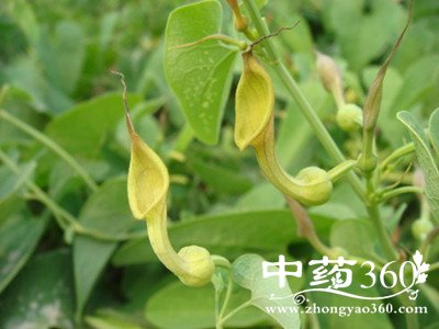 青<a href='https://www.zhongyao360.com/z/muxiang/' target='_blank'>木香</a>图片大全