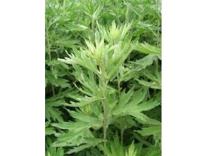 ��Ҷ�Ĺ�Ч������ ��Ҷ����ֹѪ�ݾ�