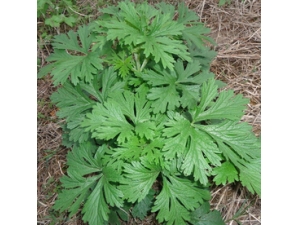 ʪ����ô�� ��Ҷ��ˮ����ʪ��