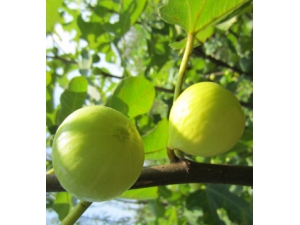 ����ˮ�� �޻�����ˮ���еġ��������ǡ�