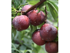 ת��ø�߳�ʲô ת��ø�߿��Գ�ʲôˮ���أ�