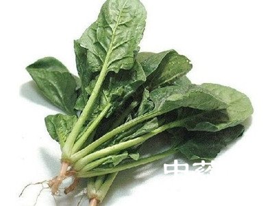菠菜图片大全