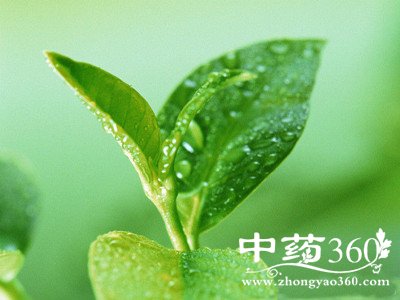 绿茶图片大全