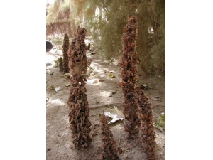 �������ݾ� �������ݾƵĹ�Ч������