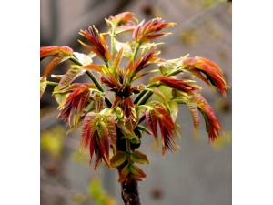 Ů����ʳ���ݱ��� 4���ζʳ����������