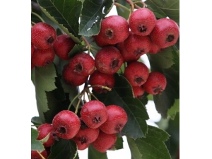 女人吃什么养颜 女人吃酸食滋阴又养颜