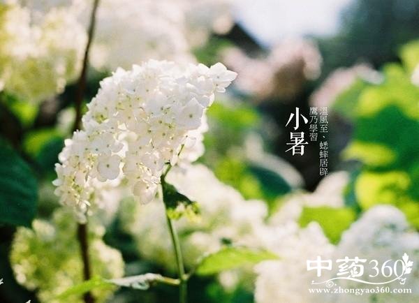 小暑是日光性皮炎等皮肤病高发期