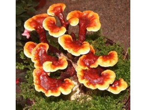 ��֥��ô�� ��֥���ݾ���ô�ݣ�