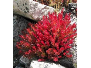 ������� �쾰��������ݹ�Ч