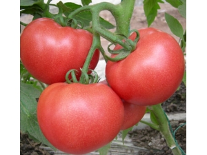 ��ʳ���� ���ɿո��Ե�ˮ������Щ��