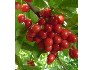 水果面膜 水果护肤面膜的作用