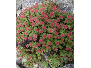 ��Ѫѹ��ʲô �쾰���θ�Ѫѹ��������