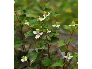 ���ȲݵĹ�Ч�����