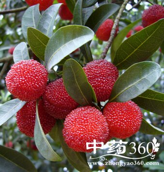 ʲô,̵5“ݮ”ˮĹЧ