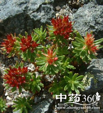 ��η�����,�쾰�����ݷ����书Ч