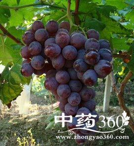 美白抗皱,女性抗皱水果推荐