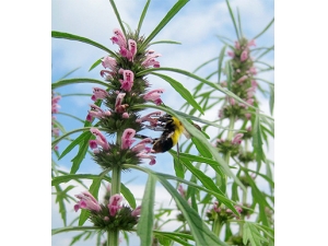 ��ĸ�ݷ���