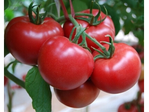 ��Ƿ����κ��� ��Ƿ综���ճ���ʳ����