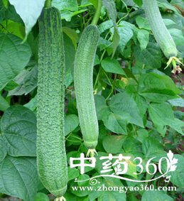 吃什么美白,丝瓜的10大养生功效