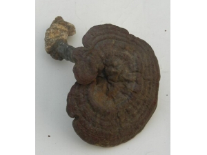 美容偏方 灵芝的美容作用与美容偏方