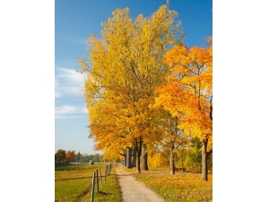 �＾���� ����ʳ���衰������