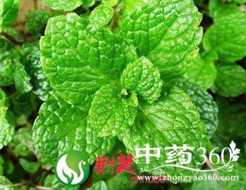 嗓子干痒禁止服用薄荷含片