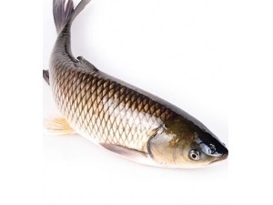 ��ʳ���� 8����ǧ��������