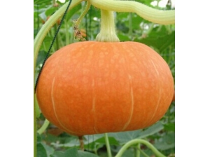 �＾���� ���ﱦ��Ҫ���Ϲϱ���